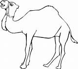 Unta Mewarnai Hewan Belajar Dromadaire Anak Halaman Sketsa Coloriage Animaux Tk Cara Binatang Paud Dromedarios Camellos Pasir Coloriages Pilih Papan sketch template