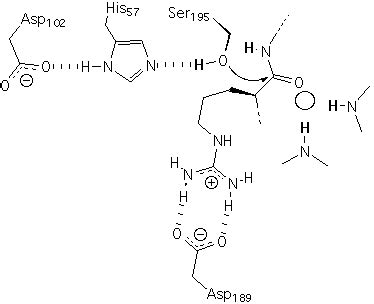 protease structure