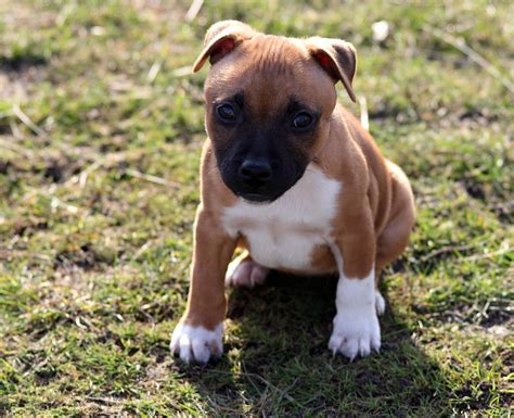 staffy puppy pet adoption  sales