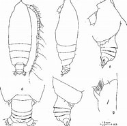 Afbeeldingsresultaten voor "pseudochirella Batillipa". Grootte: 186 x 185. Bron: www.semanticscholar.org