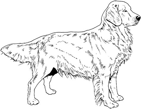 dog breed coloring pages