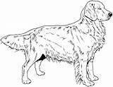 Retriever Chien Hunde Labrador Weiss Puppy Tiere Honden Chiens Zwart Ausmalbilder Breed Hond Plaatjes Pyrenees Malvorlage Malvorlagen 1001 Animaatjes Plaatje sketch template