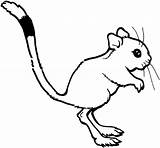 Rat Coloring Kangaroo Pages Drawing Cute Rats Outline Cartoon Clipart Draw Printable Clip Cliparts Color Library Clipartbest Colouring Categories Gif sketch template