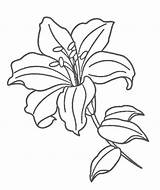 Lily Lilies Coloringfolder sketch template