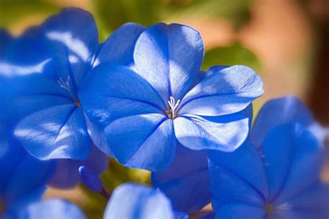 fleurs bleues  varietes pour  jardin tout bleu