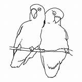 Coloring Birds Bird Pages Drawing Promise Getdrawings Printable Getcolorings sketch template