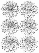 Coloring Dahlia Flowers Flower Pages Adult Adults Six Vegetation Beautiful Color Printable Most Mushroom Stars Frog Fleurs Et Getcolorings Nggallery sketch template