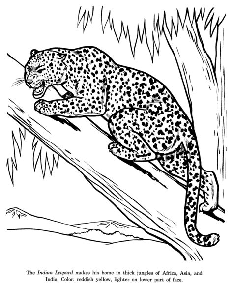 leopard coloring pages  coloring pages  kids