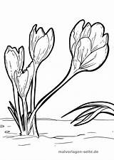 Krokusse Malvorlage Malvorlagen Ausmalbilder Pflanzen Blumen Ausmalbild Ausdrucken Ausmalen Kostenlos Narzisse Schablonen Blume sketch template