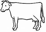 Colorat Vaca Planse Desene Animale Imaginea sketch template