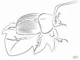 Scarab Beetle sketch template