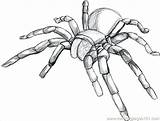 Tarantula Colouring Bugs Widow Sketching Dragoart sketch template
