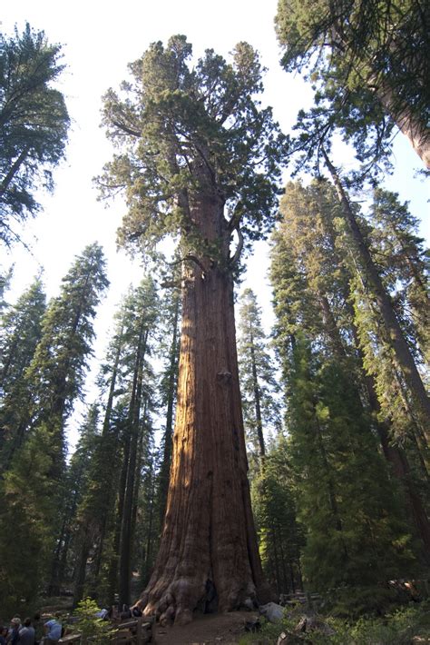 Giant Sequoia Tree Seeds Sierra Redwood Sequoiadendron