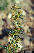 Afbeeldingsresultaten voor "coelodiceras Spinosum". Grootte: 135 x 206. Bron: gobotany.nativeplanttrust.org