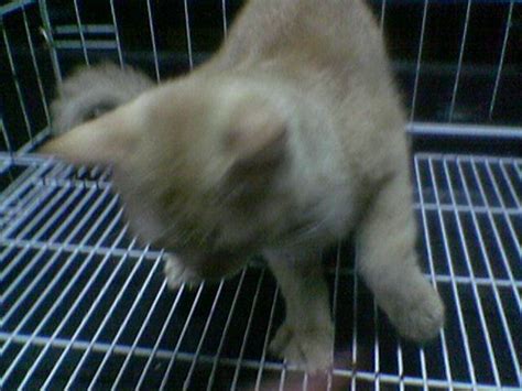 Non Standard Munchkin Cat For Sale Adoption From Perak Ipoh Adpost