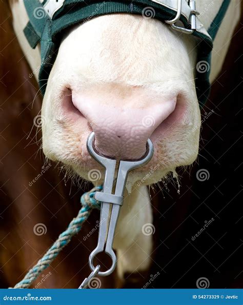 bull  metal ring  nose stock photo image