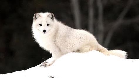 beautiful arctic fox foxes wallpaper  fanpop