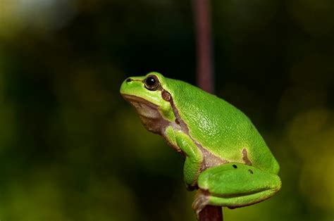 shallow focus photography  green frog  stock photo