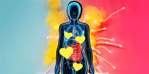 sexual response cycle the female body during sex self