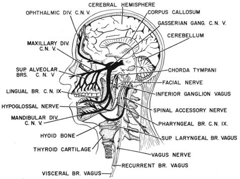 cranial nerve mnemonics nursing school graduation nursing school tips