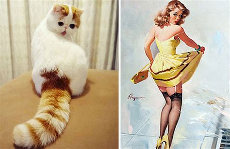 68 cats that look like other things bored panda