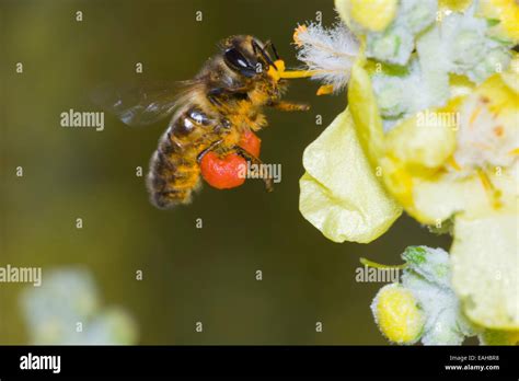 flying honey bee carrying pollen sacs   legs feeds   hoary