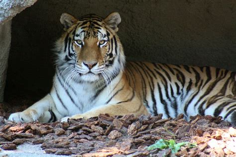 tiger detroit zoo
