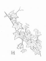 Ivy Leaves Drawing Luisa Millicent Garden Plant 28th Uploaded June Which sketch template