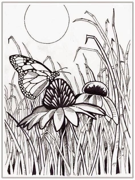 butterfly cycle coloring pages coloring butterfly adult adults