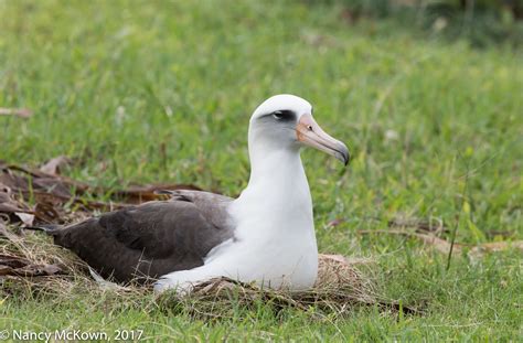photographing  laysan albatross holiday    nancybirdphotographycom