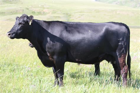 black angus cows montana
