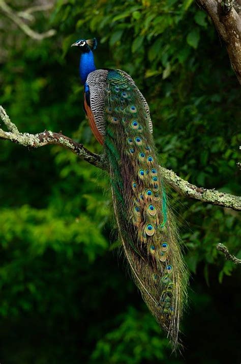 The India Blue Peacock National Bird Of India Photography Thomas