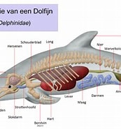 Afbeeldingsresultaten voor Hoeveel botten heeft een Dolfijn. Grootte: 173 x 185. Bron: dierentaall.weebly.com