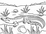 Coloring Alligator Pages Baby Crocodile Cool2bkids Kids Printable Template sketch template