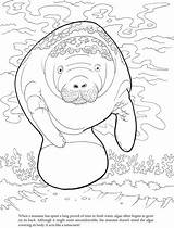 Manatee Coloring Manatees Manati Algae Sheets Para Dover Publications Doverpublications Books Patterns Colorear Animales Colouring Mandalas Stencils Welcome Animal Doodle sketch template