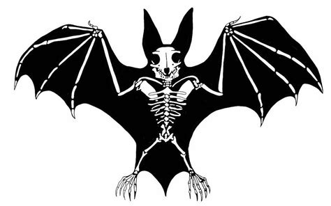 bat drawing  orkespip  deviantart cranios de animais tatoo