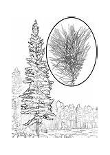 Pine Coloring Pinus Monticola Western Pinon Pages Trees sketch template