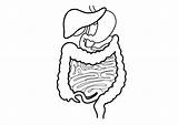 Digestive System Drawing Sketch Human Coloring Pages Tract Gi Easy Draw Body Drawings Step Circulatory Stomach Systems Getdrawings Paintingvalley Sketches sketch template