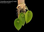 Image result for "acanthodesmia Vinculata". Size: 143 x 106. Source: www.pinterest.com