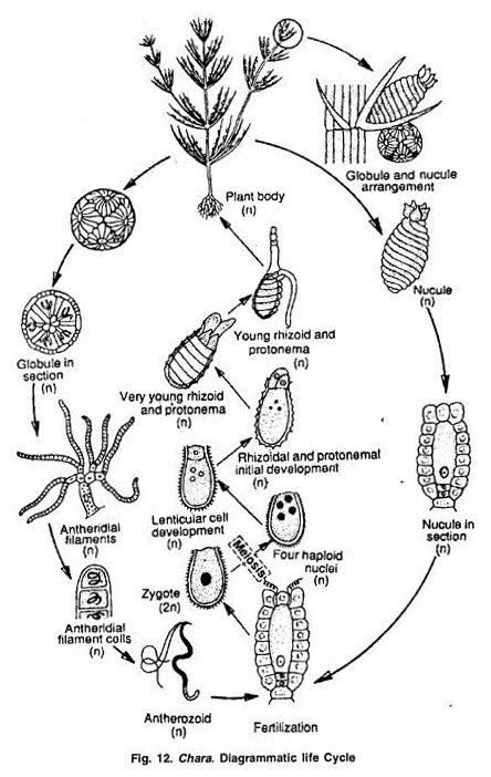 Life Cycle Of Chara With Diagram Chlorophyta