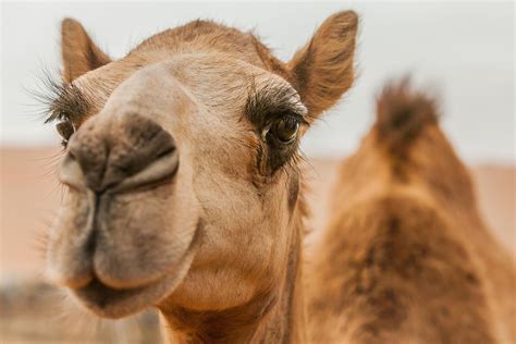 nanny    dangers  camels