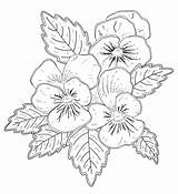 Pansy Coloring Drawing Pages Line Flower Designs Penny Pansies Stamp Rubber Flowers Ca Embroidery Patterns Template Yellow Visit Paintingvalley Colouring sketch template