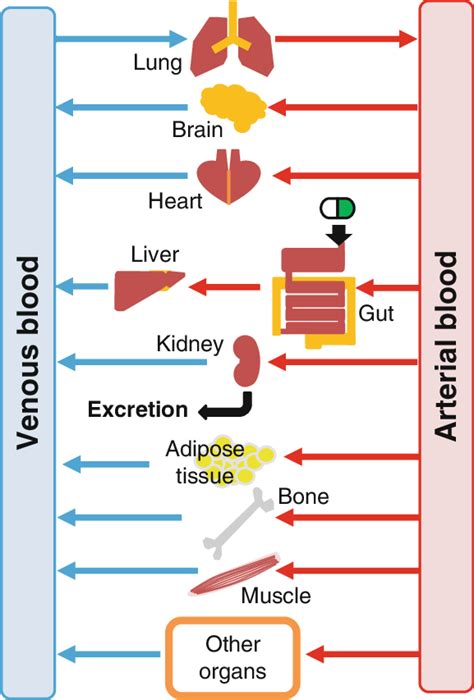 physiologically based pharmacokinetic pbpk model organs