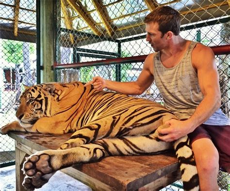 that smile i am also this tiger s veterinarian meet chelsea fat and sassy in a sanctuary