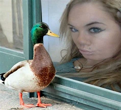 duck face funny quotes quotesgram