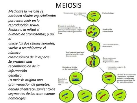 cuadros comparativos entre mitosis y meiosis cuadro comparativo cell enseñanza biología