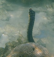 Afbeeldingsresultaten voor "Holothuria coluber". Grootte: 176 x 185. Bron: www.snorkeling-report.com