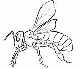 Bee Coloring Pages Bees Clip Popular Color sketch template