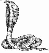 Coloring Pages Cobra Real Snake Drawing Choose Board Animal Kids sketch template