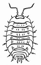 Wood Lice Louse Etc Clipart Curl Disturbed Crevices Stones Commonly Protect Walls Found Under They When Old Large sketch template